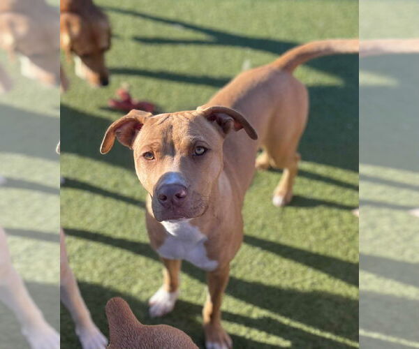 Medium Photo #3 Mutt Puppy For Sale in Wakefield, RI, USA