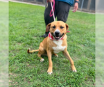 Small #2 Carolina Dog Mix