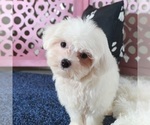 Small #2 Maltese