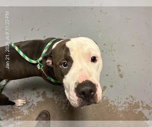 Medium Photo #1 American Pit Bull Terrier Puppy For Sale in Ocala, FL, USA