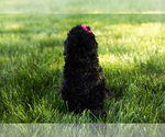 Small Photo #6 Bernedoodle-Poodle (Miniature) Mix Puppy For Sale in SHIPSHEWANA, IN, USA