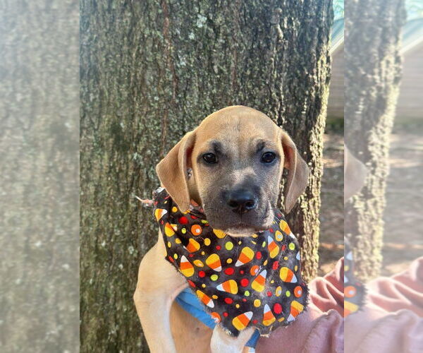 Medium Photo #2 Mutt Puppy For Sale in New York, NY, USA