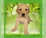 Puppy Gaara Golden Retriever