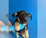 A256365 - Male German Shepherd Dog-Unknown Mix Dog for Adoption - Small photo