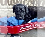 Small Photo #4 Goldendoodle Puppy For Sale in MCKINNEY, TX, USA