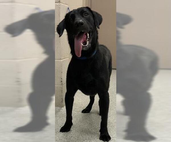 Medium Photo #1 Labrador Retriever Puppy For Sale in Conroe, TX, USA