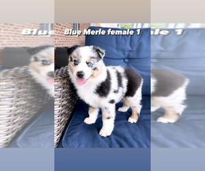 Australian Shepherd Puppy for sale in CHURCHVILLE, VA, USA