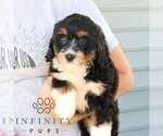 Small #2 Bernedoodle (Miniature)