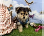Small #15 Morkie