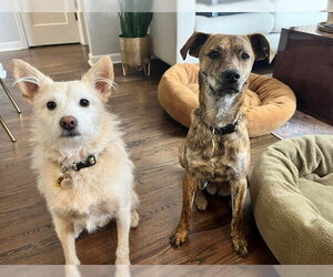 Scout #9 - Female Mutt Dog for Adoption - Photo #2