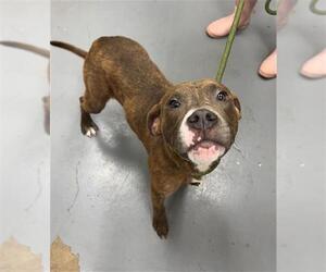 American Pit Bull Terrier Dogs for adoption in Peoria, IL, USA