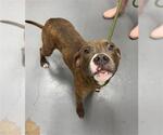 Small American Pit Bull Terrier
