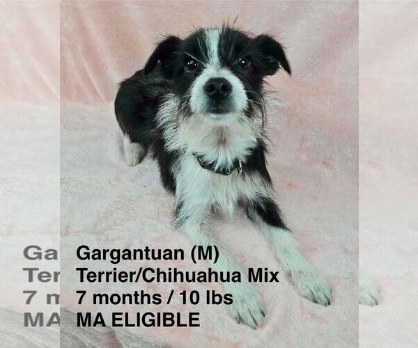 Medium Photo #1 Chihuahua-Unknown Mix Puppy For Sale in pomfret, CT, USA