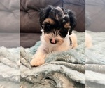 Small Photo #3 YorkiePoo Puppy For Sale in CASTROVILLE, TX, USA