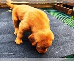 Small #2 Golden Retriever