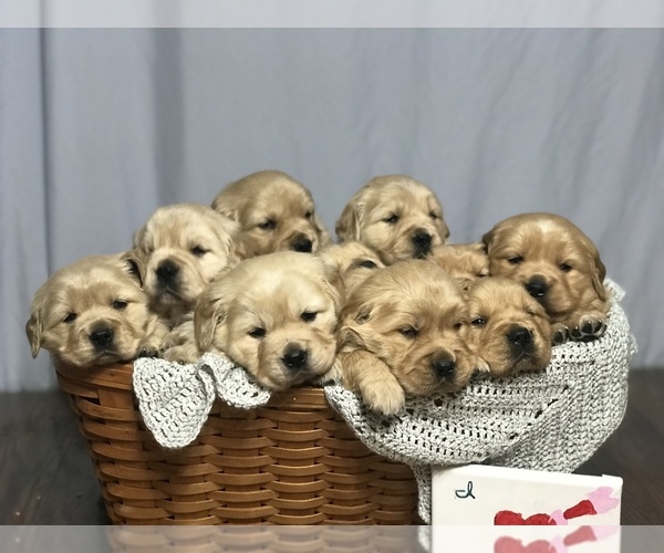 Medium Photo #6 Golden Retriever Puppy For Sale in PRINCEVILLE, IL, USA
