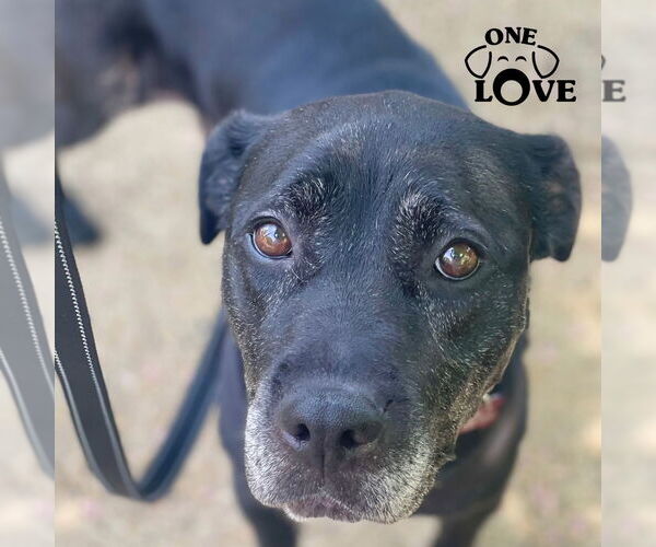 Medium Photo #41 Boxer-Unknown Mix Puppy For Sale in Mount Laurel, NJ, USA