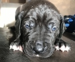 Small Photo #4 Great Dane Puppy For Sale in PINNACLE, NC, USA