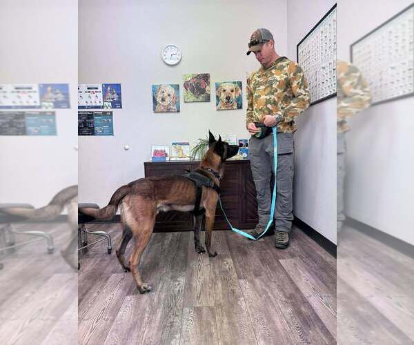 Medium Photo #4 German Shepherd Dog-Unknown Mix Puppy For Sale in Imlay City, MI, USA