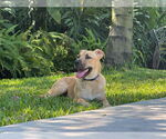 Small #1 German Shepherd Dog Mix