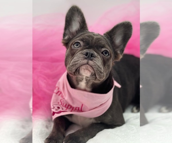 Medium Photo #1 French Bulldog Puppy For Sale in PENNINGTON GAP, VA, USA