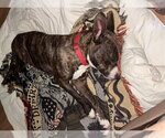 Small #1 American Pit Bull Terrier Mix