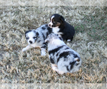 Small Photo #14 Australian Shepherd Puppy For Sale in LASCASSAS, TN, USA