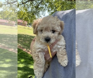 YorkiePoo Puppy for sale in MURFREESBORO, TN, USA