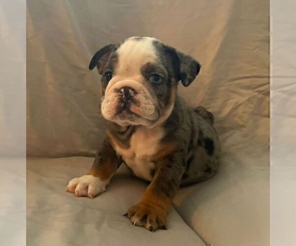 Medium Photo #3 English Bulldog Puppy For Sale in JOHNS ISLAND, SC, USA