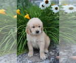 Small #1 Golden Retriever