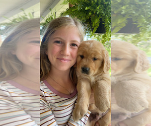 Golden Retriever Puppy for sale in ANTWERP, NY, USA