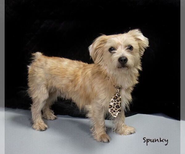 Medium Photo #1 Mutt Puppy For Sale in Hot Springs Village, AR, USA