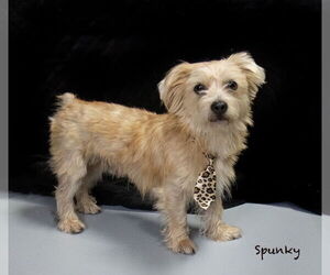 Mutt Dogs for adoption in Hot Springs Village, AR, USA