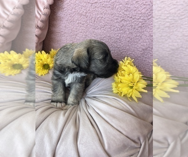 Medium Photo #2 Schnauzer (Miniature) Puppy For Sale in OKLAHOMA CITY, OK, USA