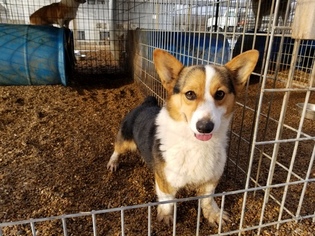 Father of the Pembroke Welsh Corgi puppies born on 01/14/2019