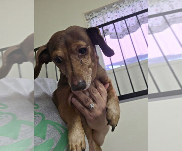 Medium Photo #2 Dachshund Puppy For Sale in Osgood, IN, USA