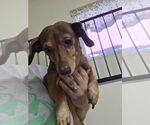 Small #1 Dachshund