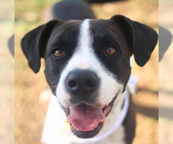 Medium Photo #1 American Staffordshire Terrier-Unknown Mix Puppy For Sale in San Antonio, TX, USA