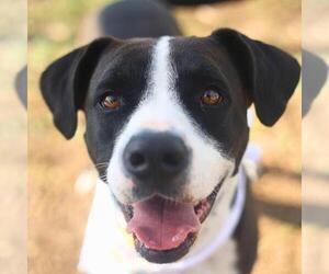 American Staffordshire Terrier-Unknown Mix Dogs for adoption in San Antonio, TX, USA