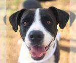 Small American Staffordshire Terrier Mix