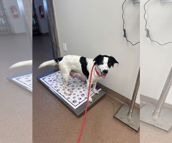 Medium Photo #2 Retriever -Unknown Mix Puppy For Sale in Stephens City, VA, USA