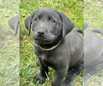 Small Photo #34 Labrador Retriever Puppy For Sale in GLADSTONE, VA, USA