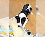 Small #1 Border Collie-Great Pyrenees Mix