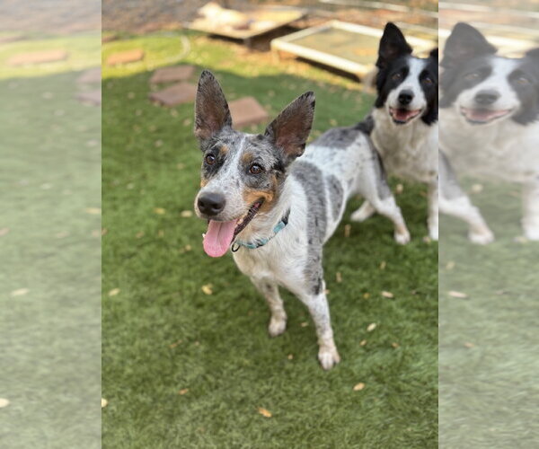 Medium Photo #9 Australian Shepherd-Unknown Mix Puppy For Sale in Milpitas, CA, USA