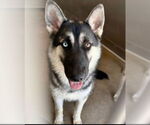 Small #1 German Shepherd Dog