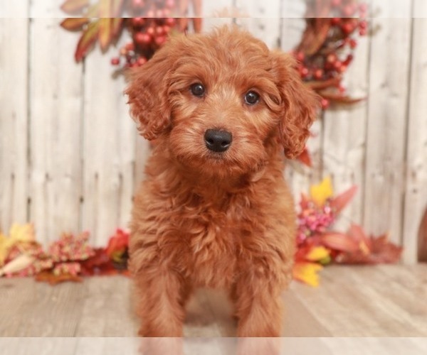Medium Photo #2 Goldendoodle-Poodle (Miniature) Mix Puppy For Sale in MOUNT VERNON, OH, USA