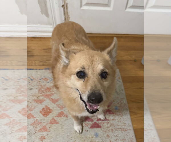 Medium Photo #5 Mutt Puppy For Sale in Westwood, NJ, USA