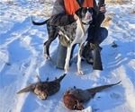 Small Photo #1 Border Collie-German Shorthaired Pointer Mix Puppy For Sale in RICHLAND CENTER, WI, USA