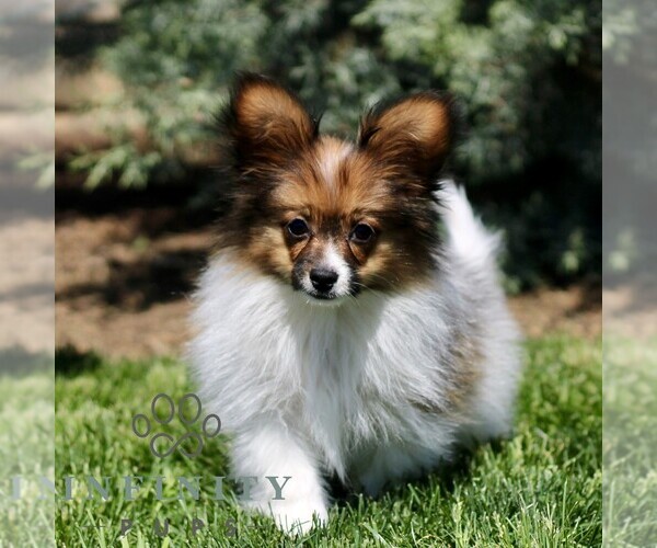 Medium Photo #2 Papillon Puppy For Sale in GORDONVILLE, PA, USA