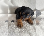 Small Photo #7 Rottweiler Puppy For Sale in ELLENVILLE, NY, USA